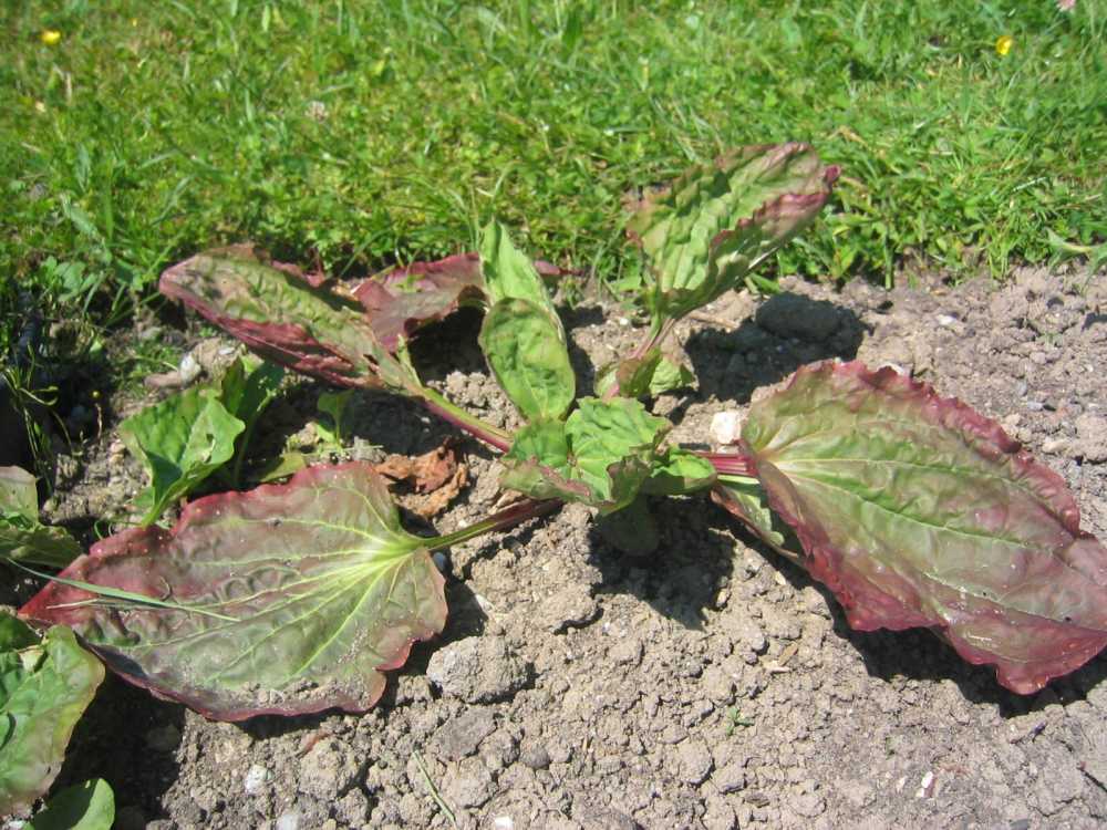 Plantago major (Breit-Wegerich)